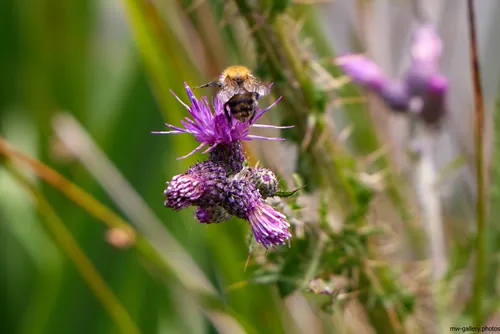 This nature photograph captures a bee landing on the vibrant purple petals of a marsh thistle plant. Taken in the morning during the summer season, the image showcases the intricate relationship between bees and plants, highlighting the essential role of insects in pollination. The close-up composition focuses on the marsh thistle in a natural environment, with its spiky leaves and blooming flowers standing out against a backdrop of blurred green foliage. This photograph emphasizes the beauty and detail of summer flora and fauna, illustrating the dynamic activity of bees and insects within their habitat.